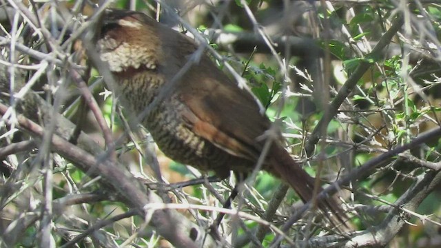  - White-throated Tapaculo