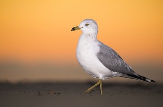 Ring-billed Gull
