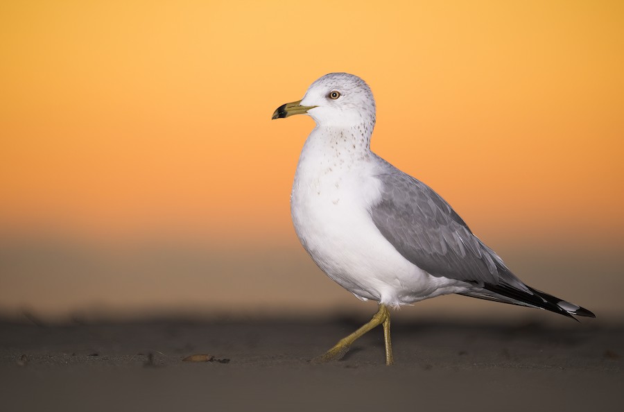 Ring-billed Gull