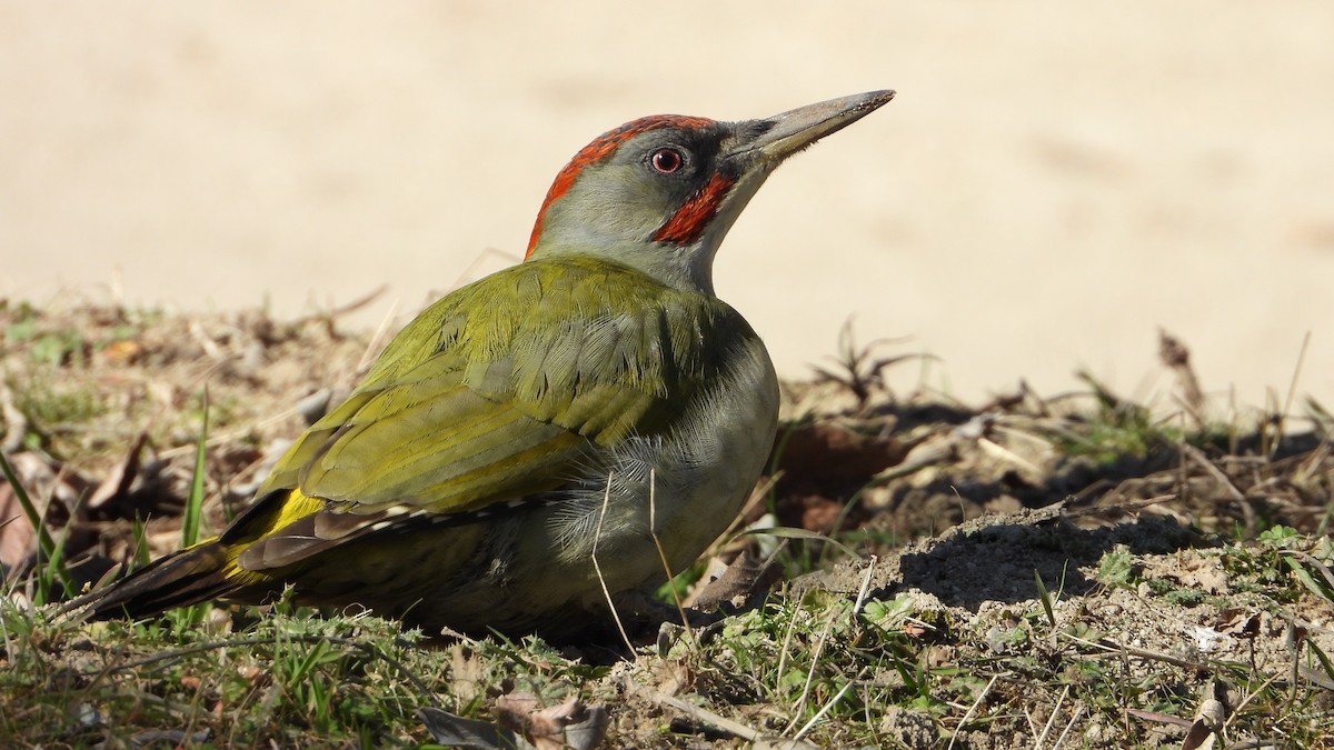 Iberian Green Woodpecker - ML416202841