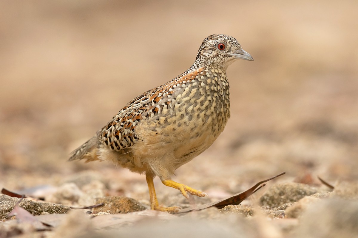 Painted Buttonquail - ML416203441