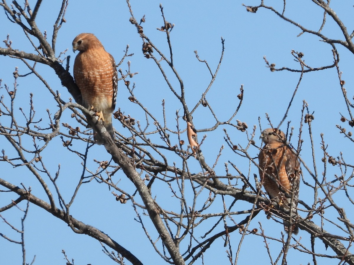 Red-shouldered Hawk (lineatus Group) - ML416212471