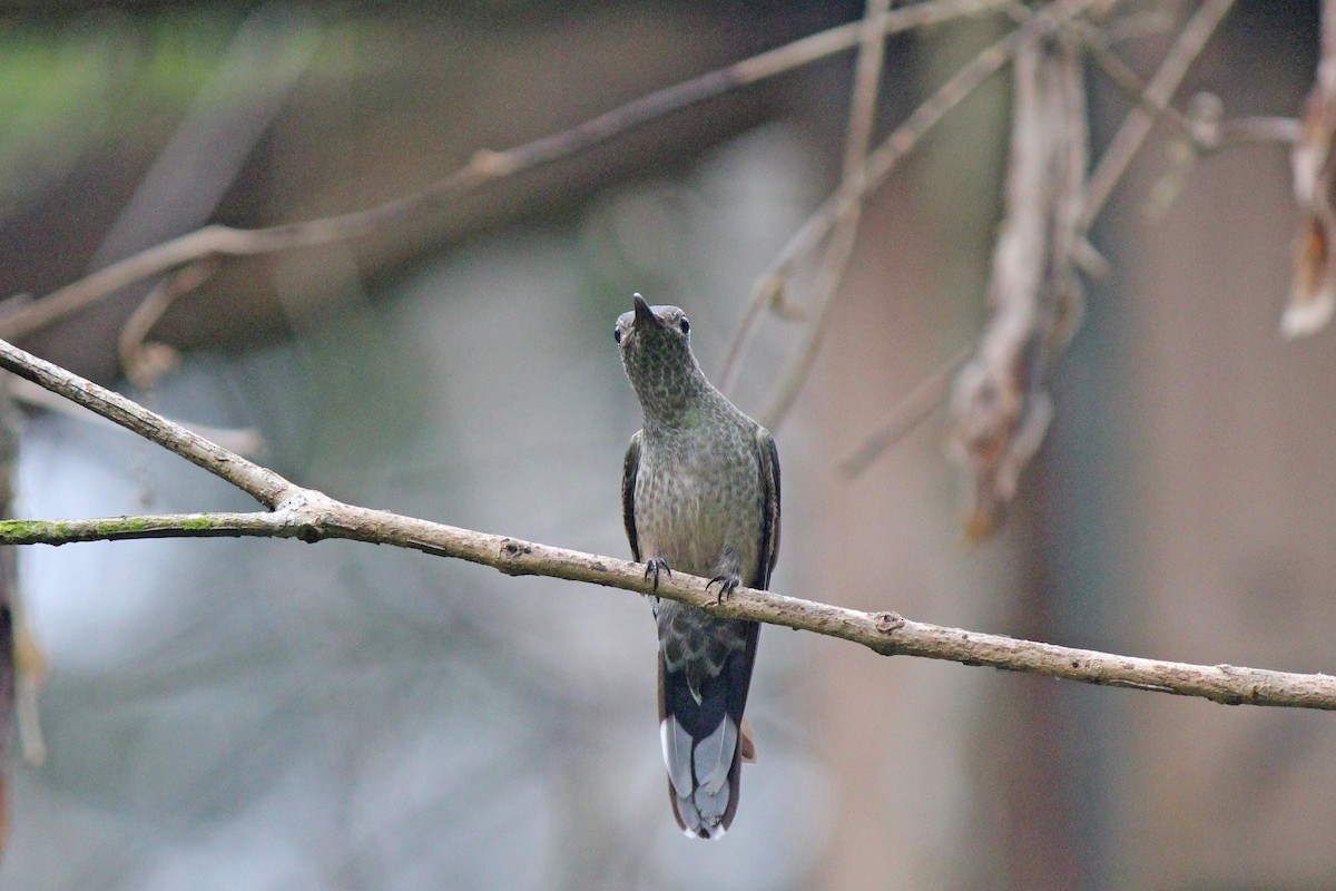 Scaly-breasted Hummingbird - Chuck Gates