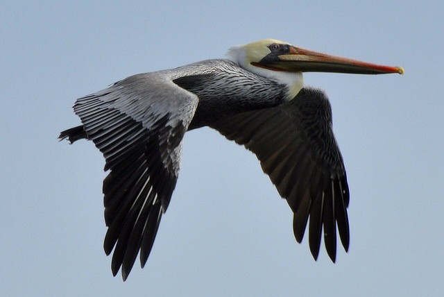 Brown Pelican - Mike Charest