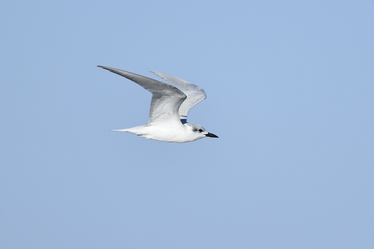 Gull-billed Tern - Jonathan Irons