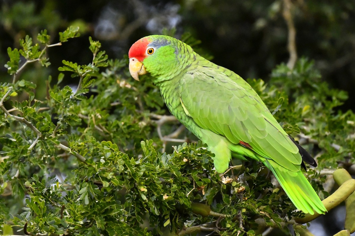 Red-crowned Parrot - Jonathan Irons