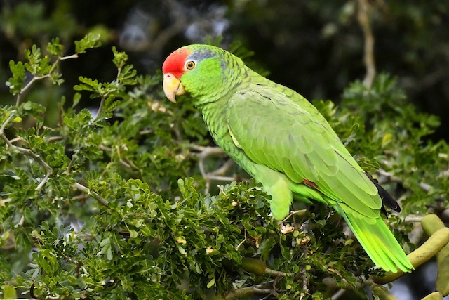 Red-crowned Parrot. - Red-crowned Parrot - 