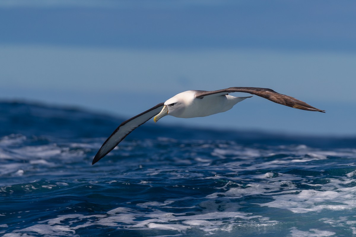 White-capped Albatross - ML416228661