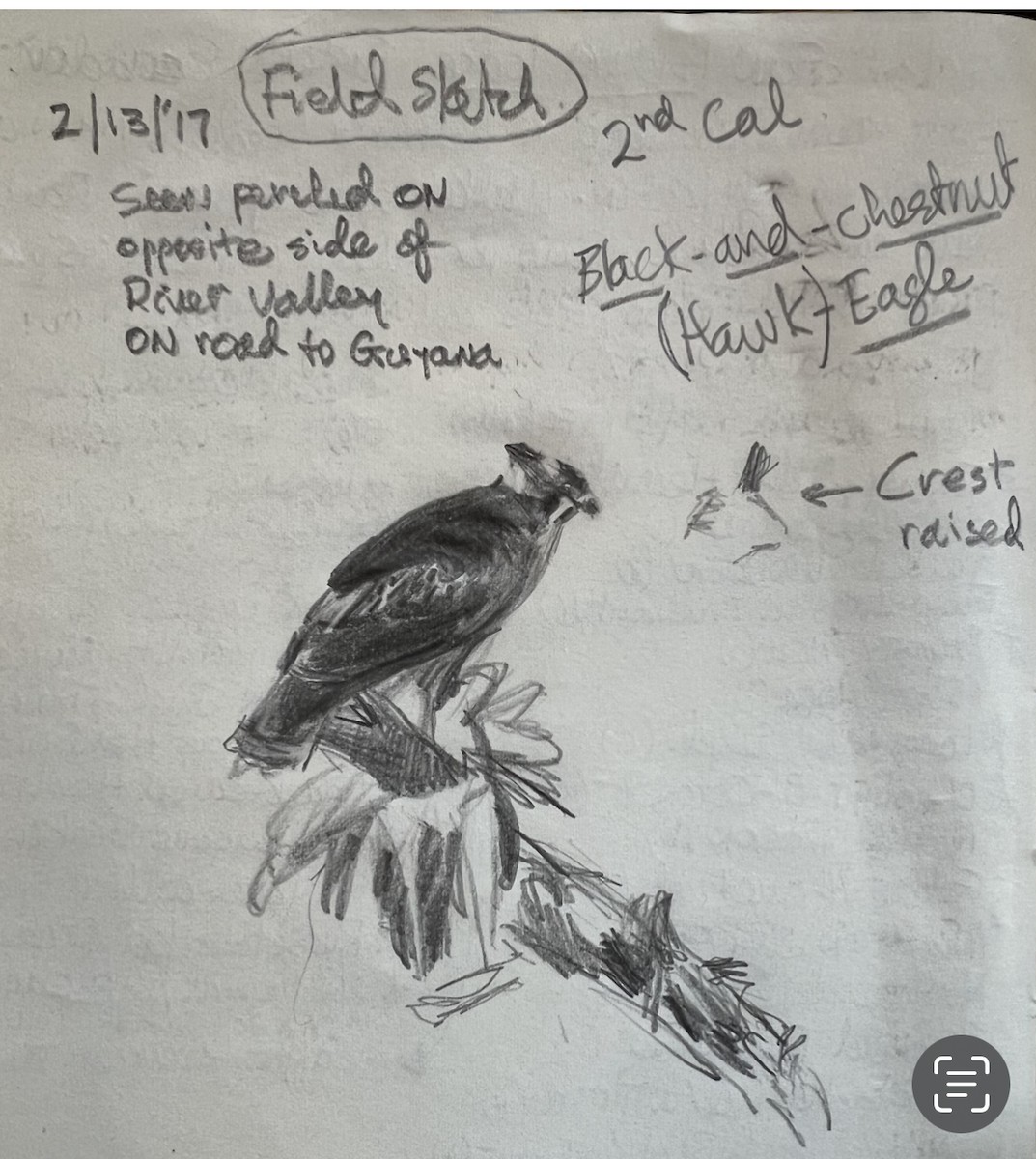 Black-and-chestnut Eagle - Gerard Phillips