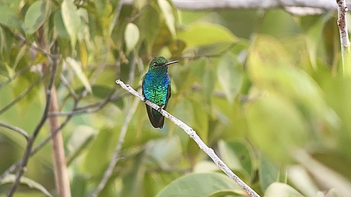 Chiribiquete Emerald - William Orellana (Beaks and Peaks)