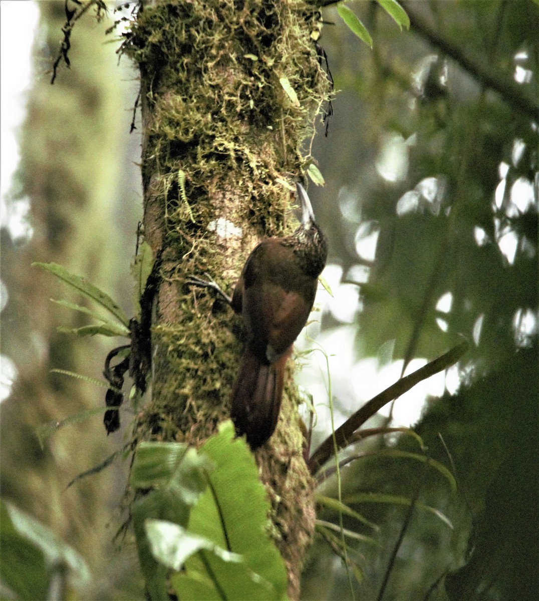 Strong-billed Woodcreeper (Central American) - ML416234751