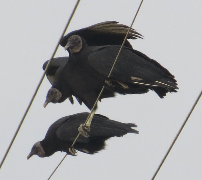 Black Vulture - Mary Beth Stowe