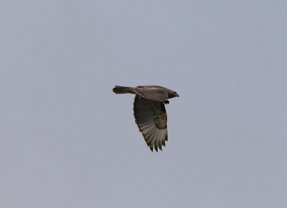 Red-tailed Hawk - ML41624121