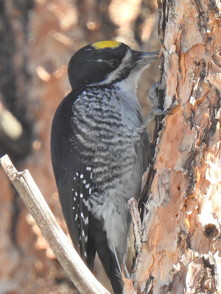 Black-backed Woodpecker - ML416244801