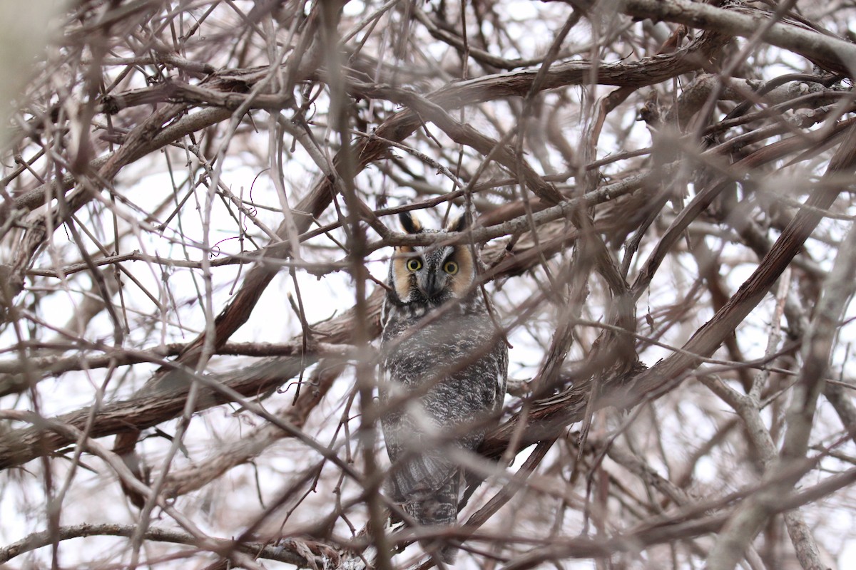 Long-eared Owl - Jeremy Dominguez