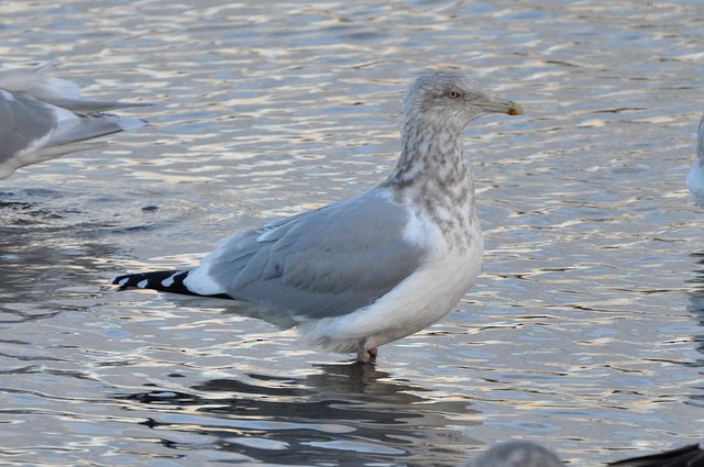Herring Gull (American) - ML41626301