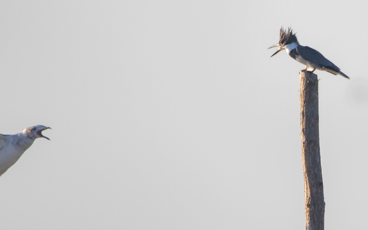 Belted Kingfisher - Richard Lakhan