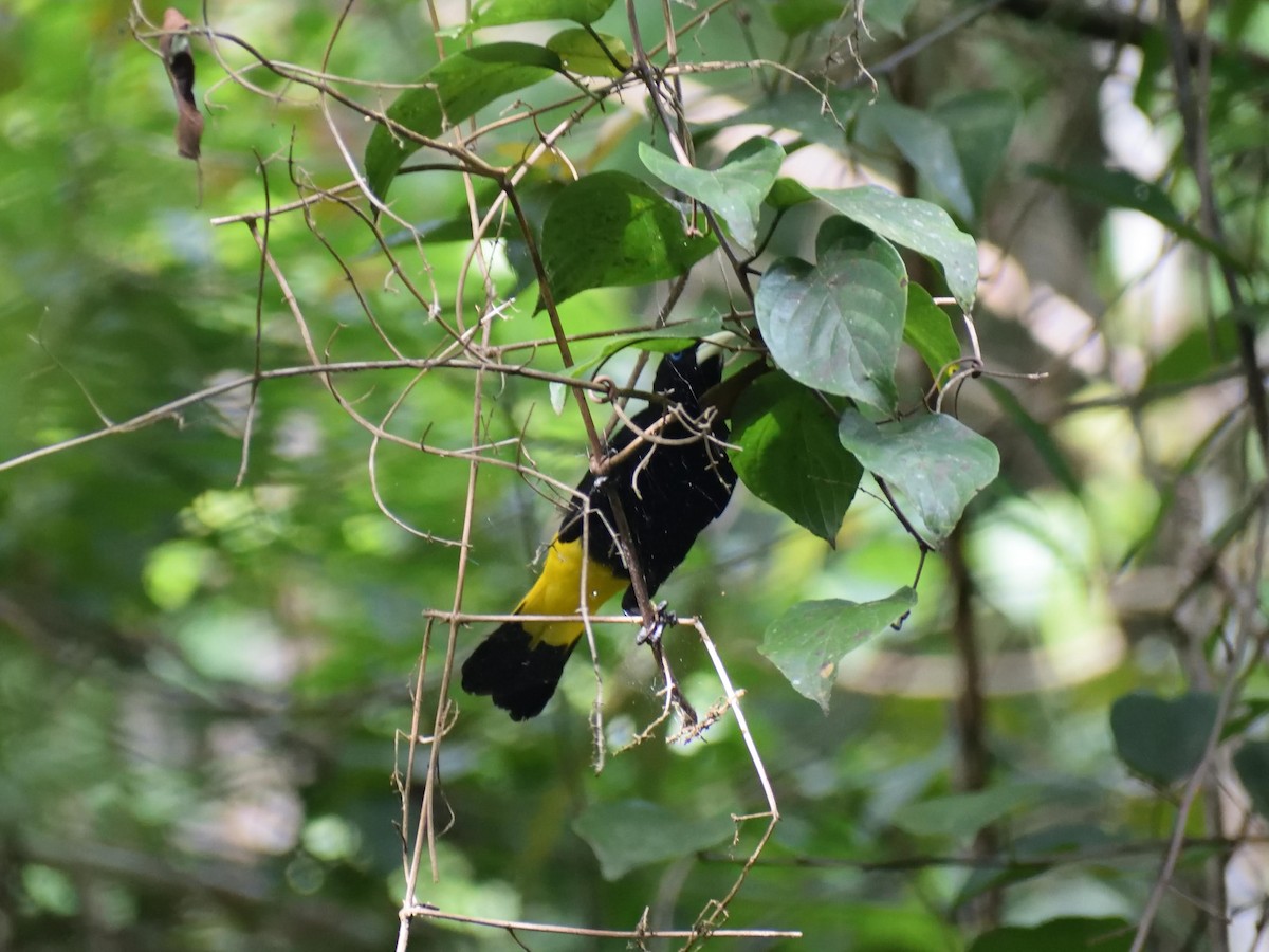 Yellow-rumped Cacique - ML416274501