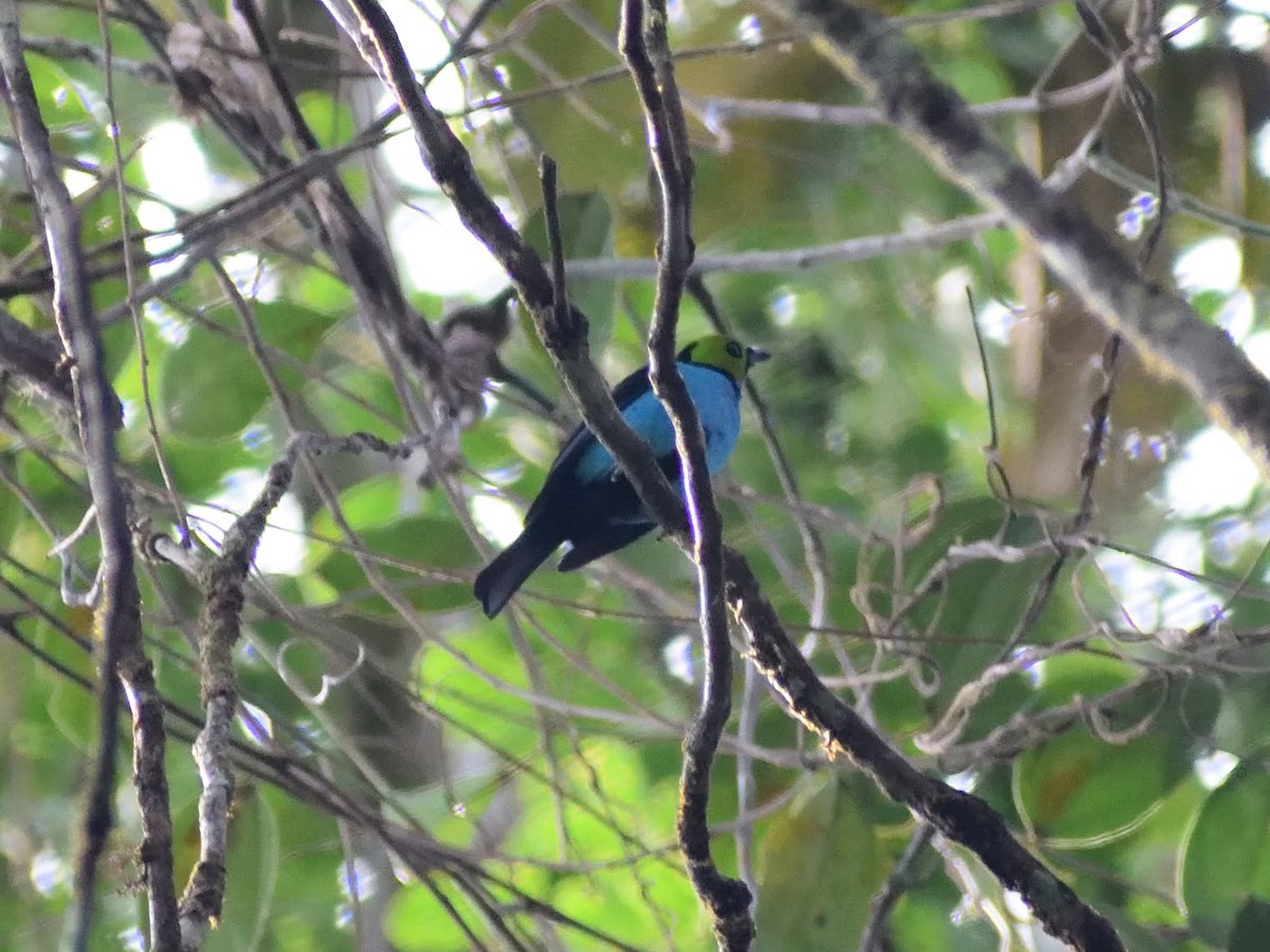 Paradise Tanager - ML416274551