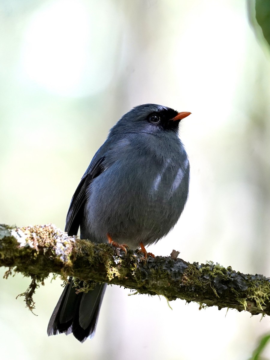 Black-faced Solitaire - ML416279641