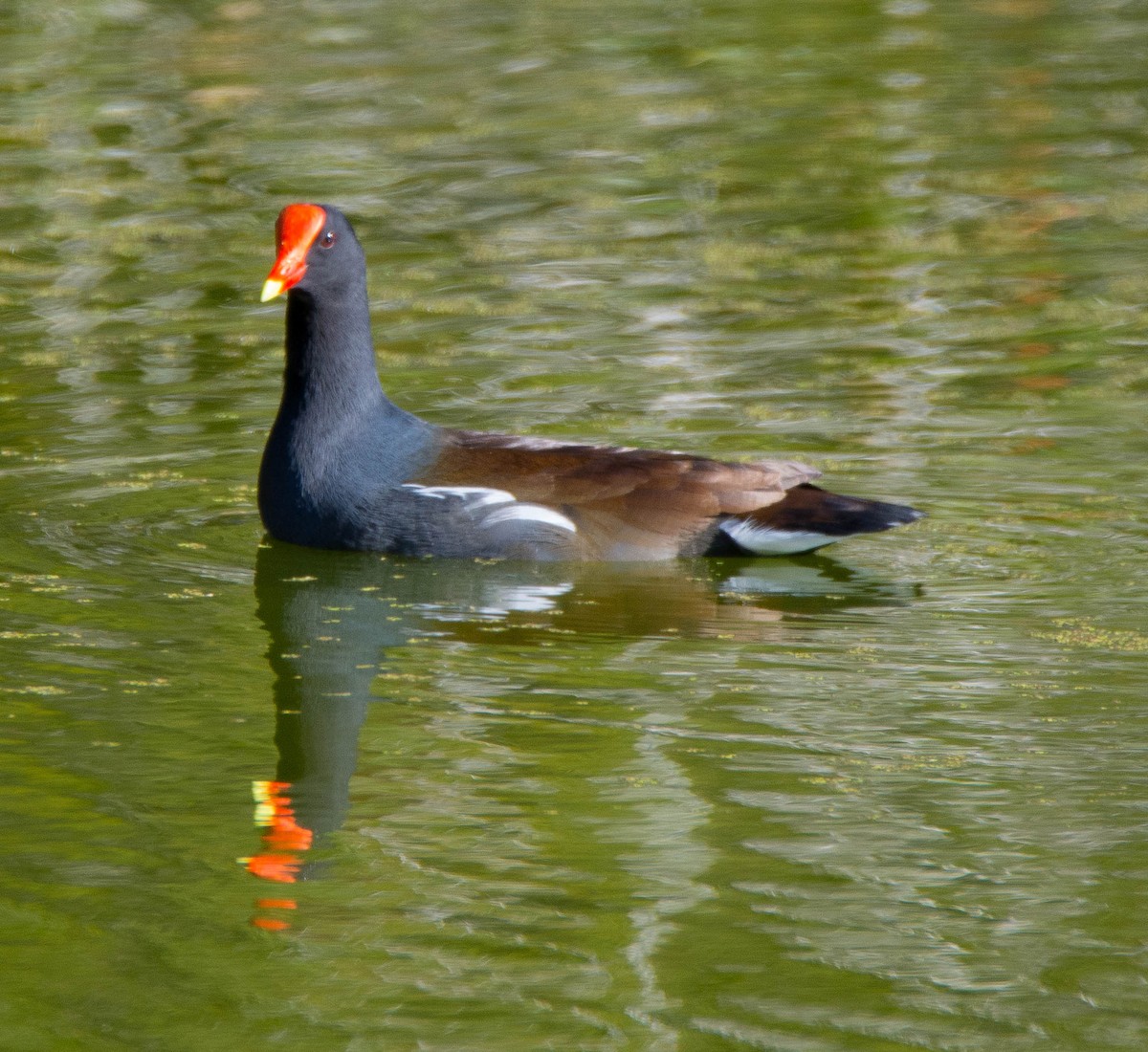 eBird Checklist - 14 Feb 2022 - Harris Neck NWR--Woody Pond - 16 species