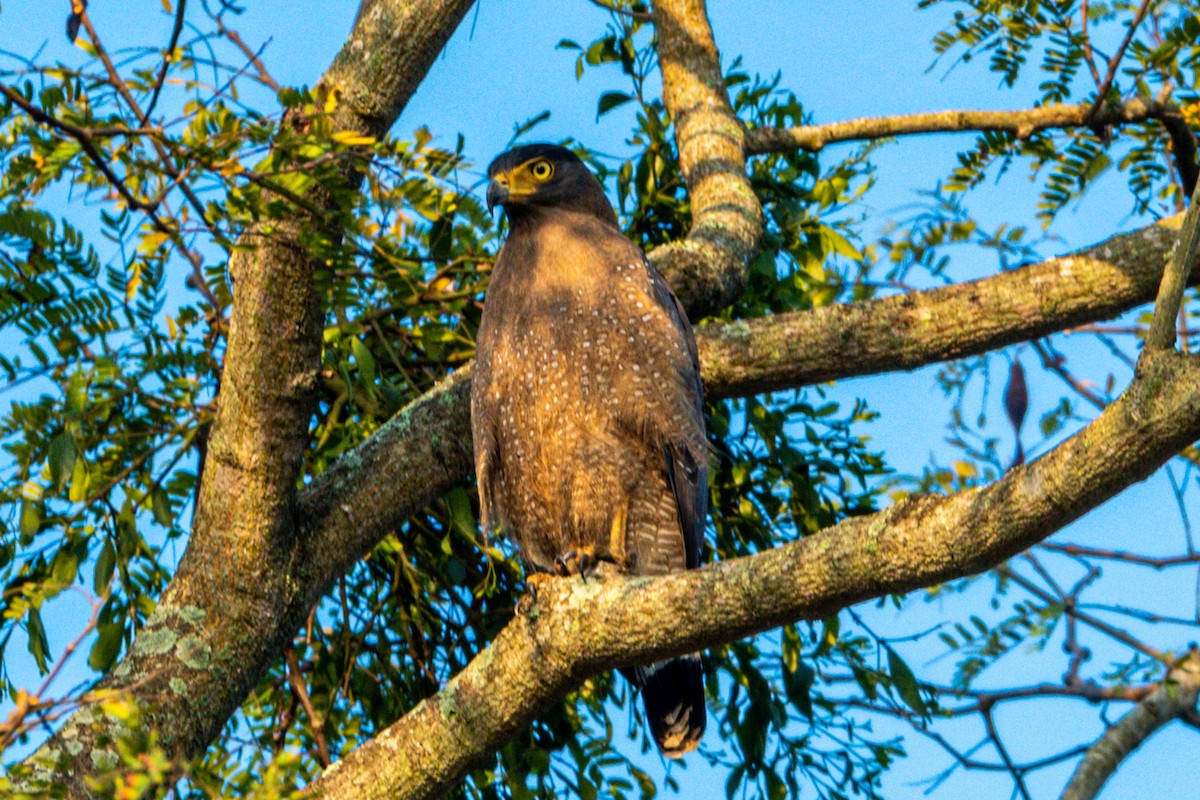 Crested Serpent-Eagle - ML416286691
