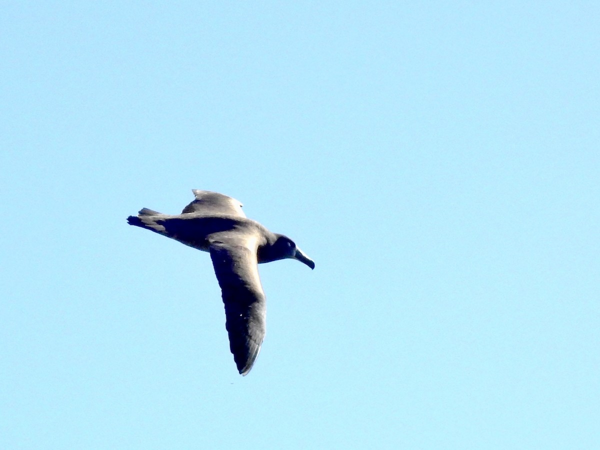 Black-footed Albatross - ML416287161