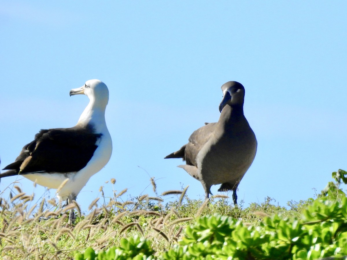 Black-footed Albatross - ML416287301