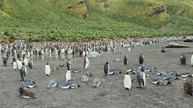 tučňák patagonský - ML416291061