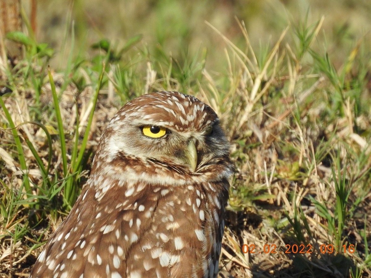 Burrowing Owl - ML416296121