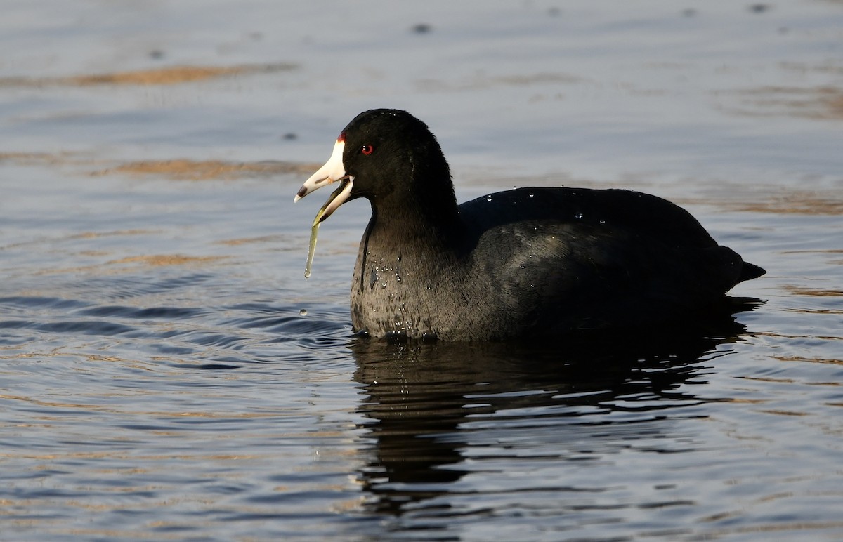 American Coot - Claudia Nielson