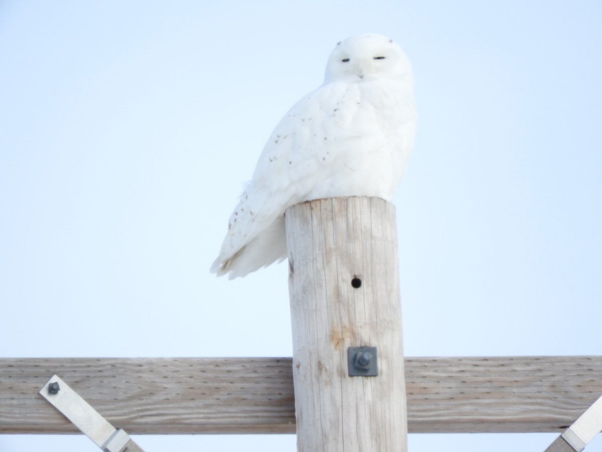 Snowy Owl - ML416298511