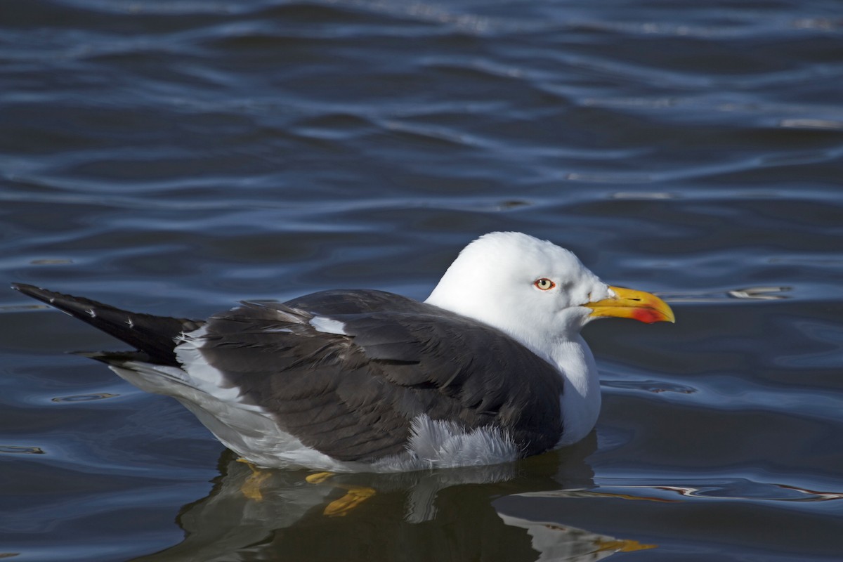 Lesser Black-backed Gull (graellsii) - ML41630041