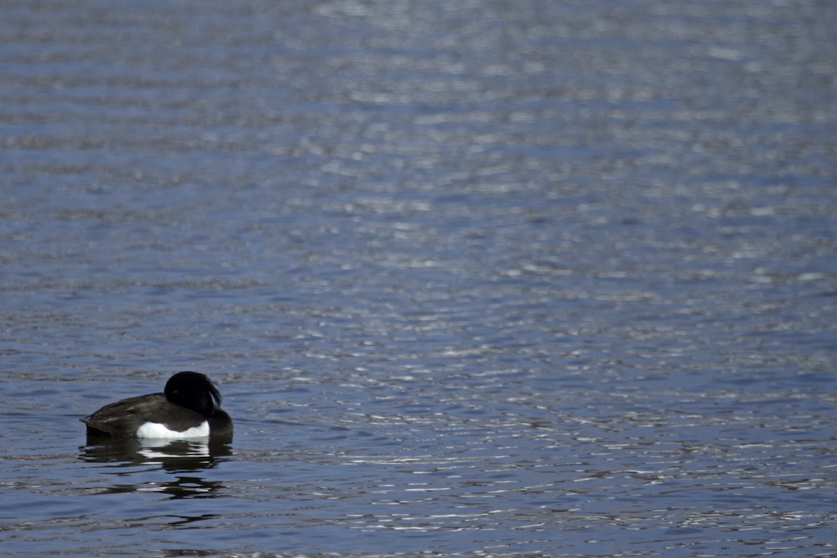 Tufted Duck - Will Sweet