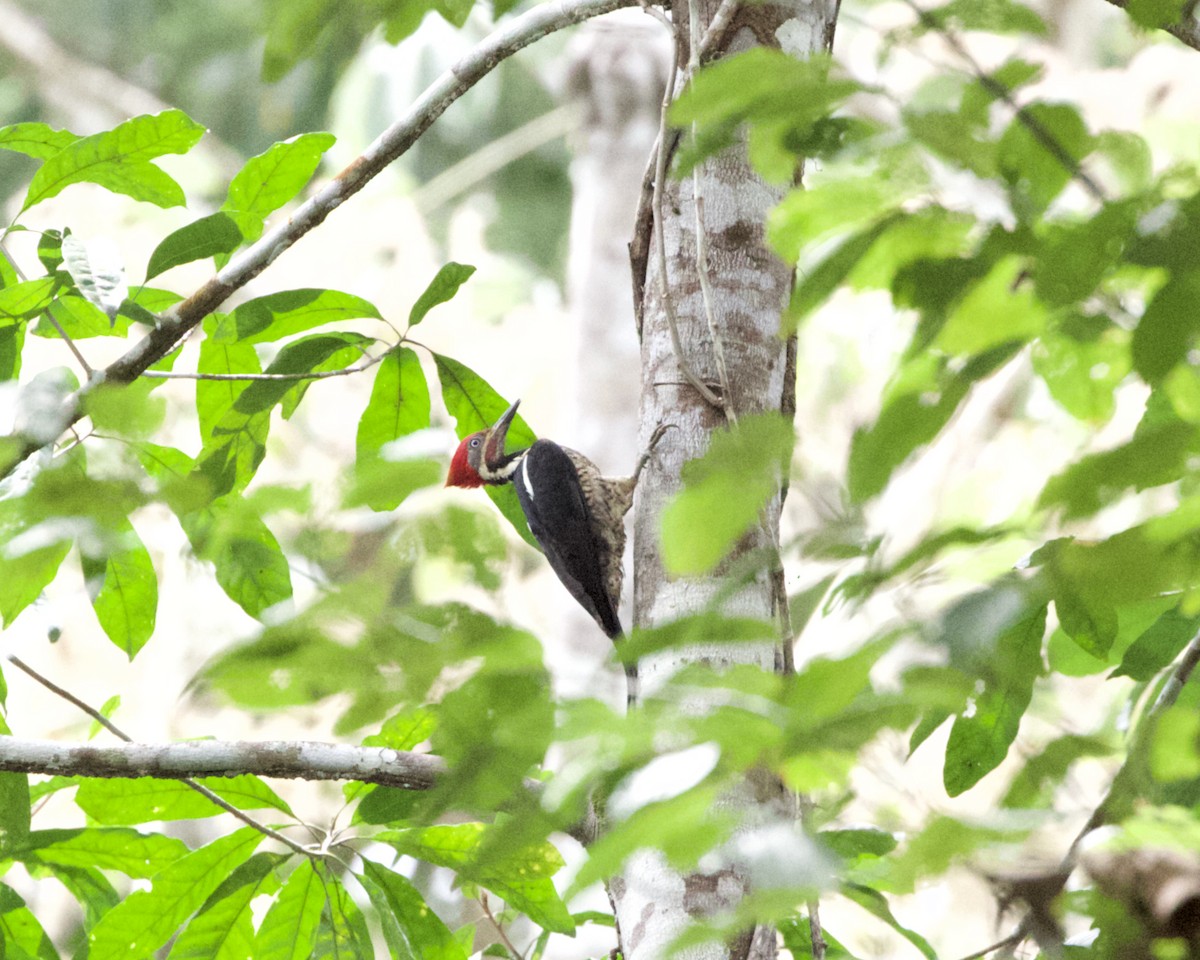 Lineated Woodpecker - ML416302801