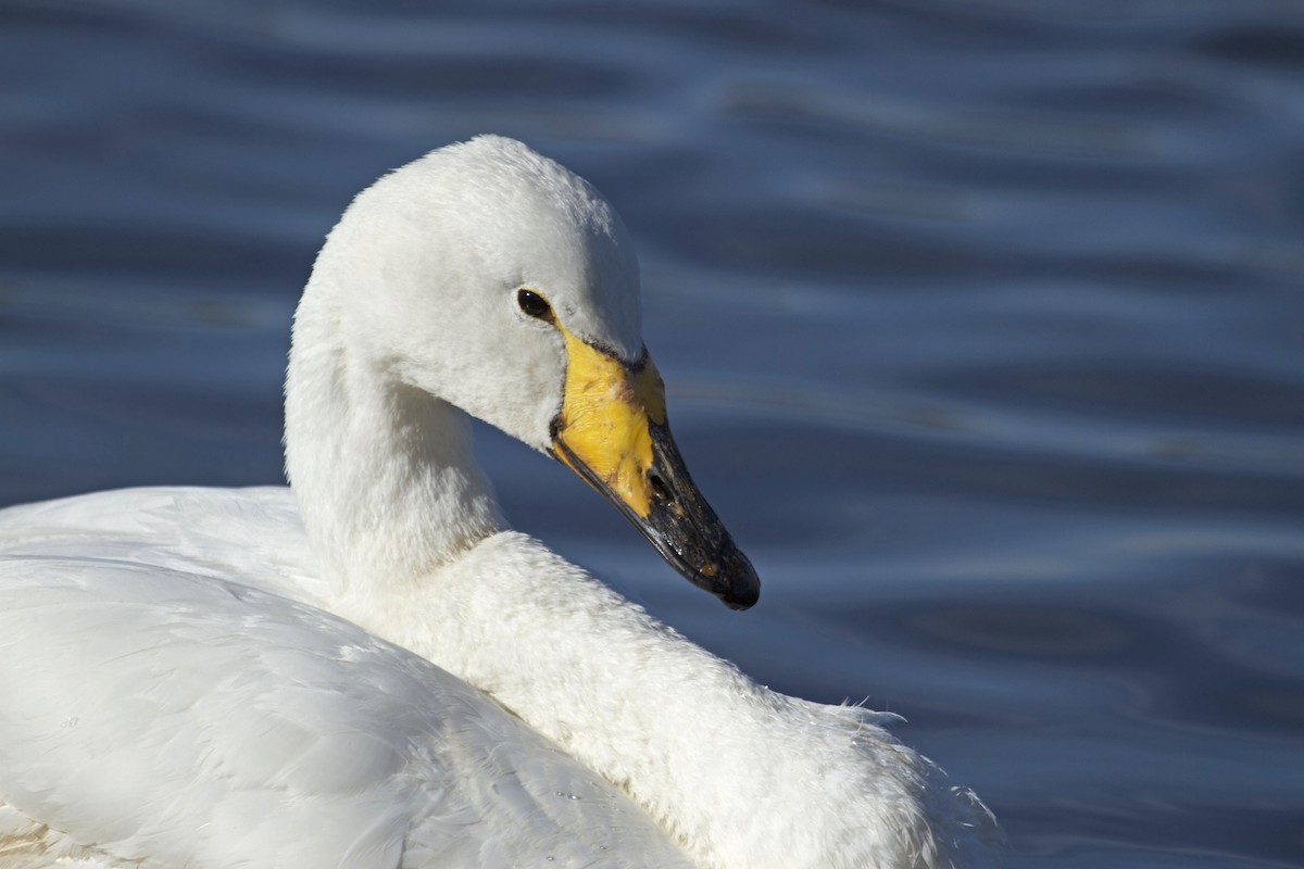 Whooper Swan - Will Sweet
