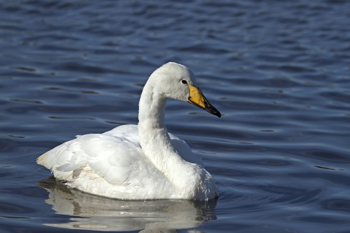 Whooper Swan - Will Sweet