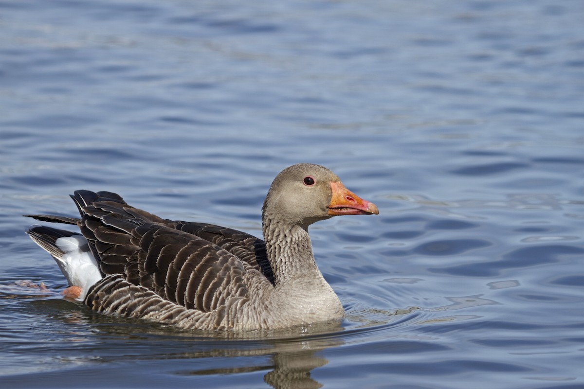 Graylag Goose - Will Sweet
