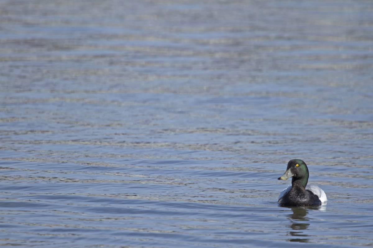 Greater Scaup - ML41630551
