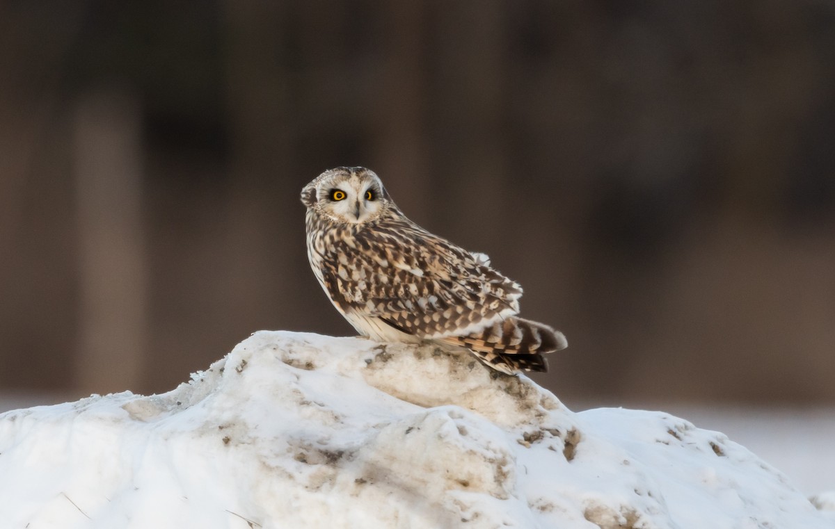 Short-eared Owl (Northern) - ML416306051