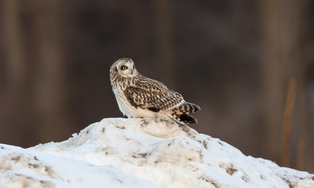 Short-eared Owl (Northern) - ML416306061