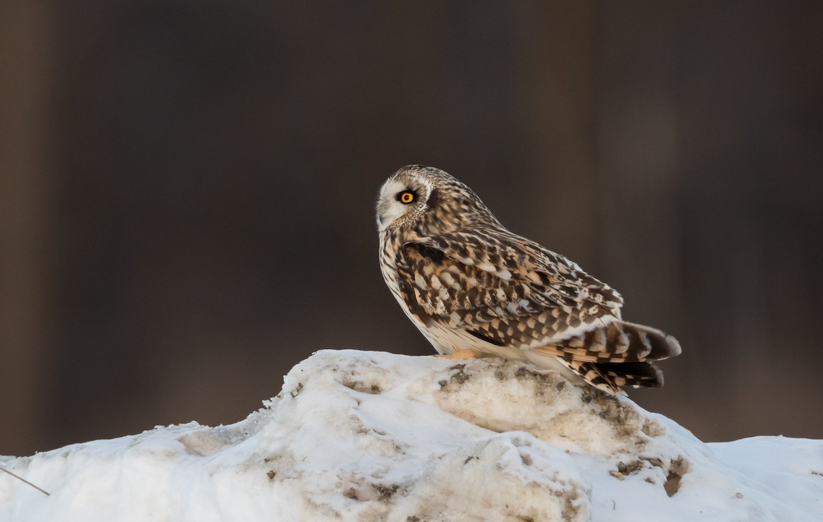 Short-eared Owl (Northern) - ML416306071