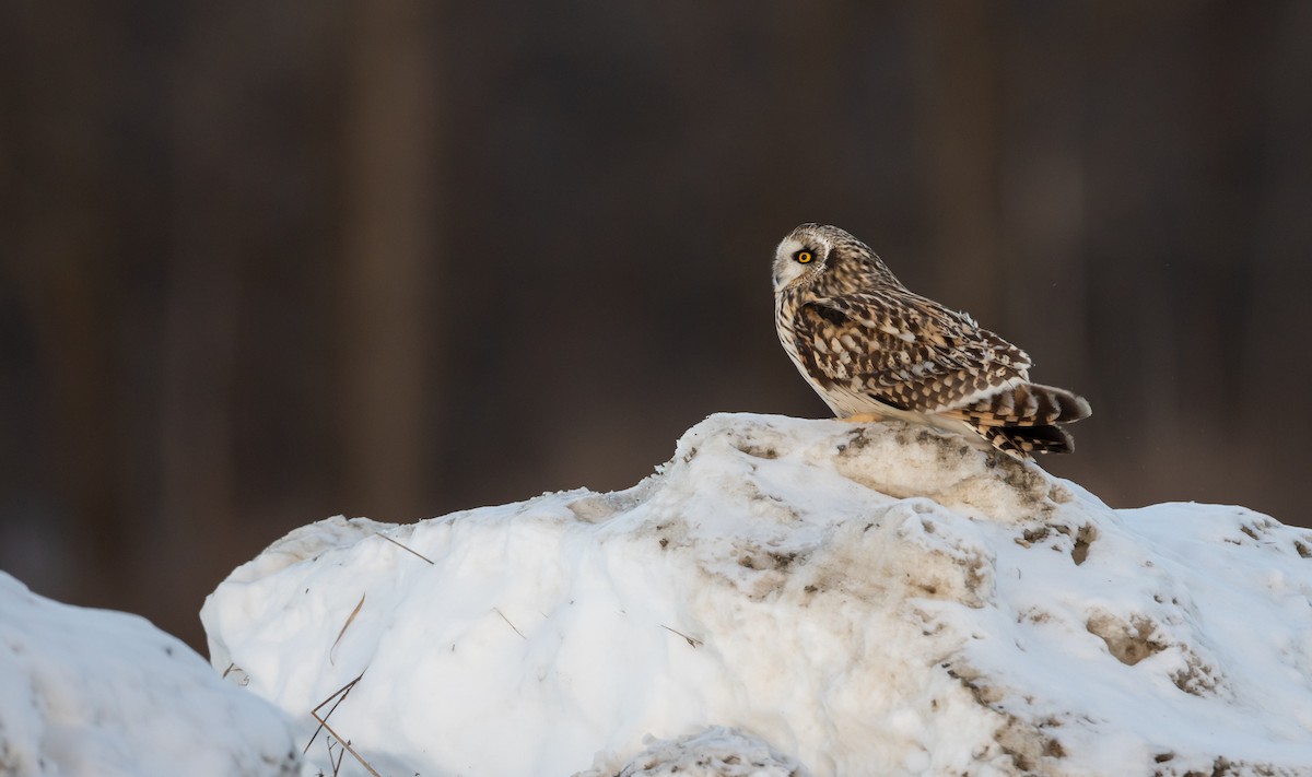 Short-eared Owl (Northern) - ML416306111