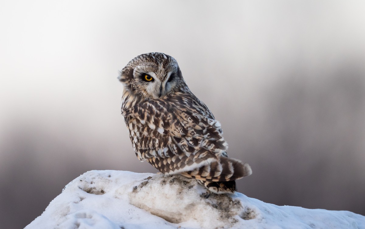 Short-eared Owl (Northern) - ML416306371