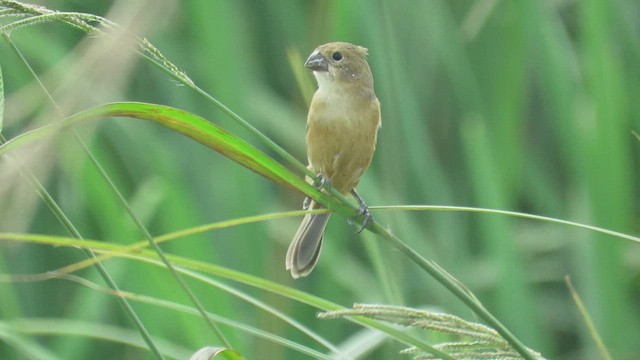 Rusty-collared Seedeater - ML416311371