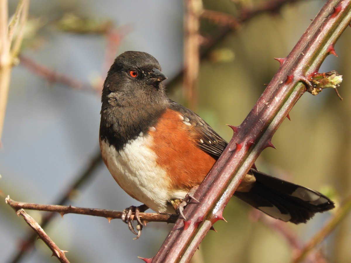Spotted Towhee - ML416311891