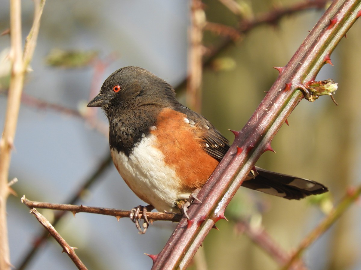 Spotted Towhee - ML416311931