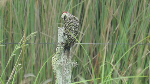 Green-barred Woodpecker - ML416312021