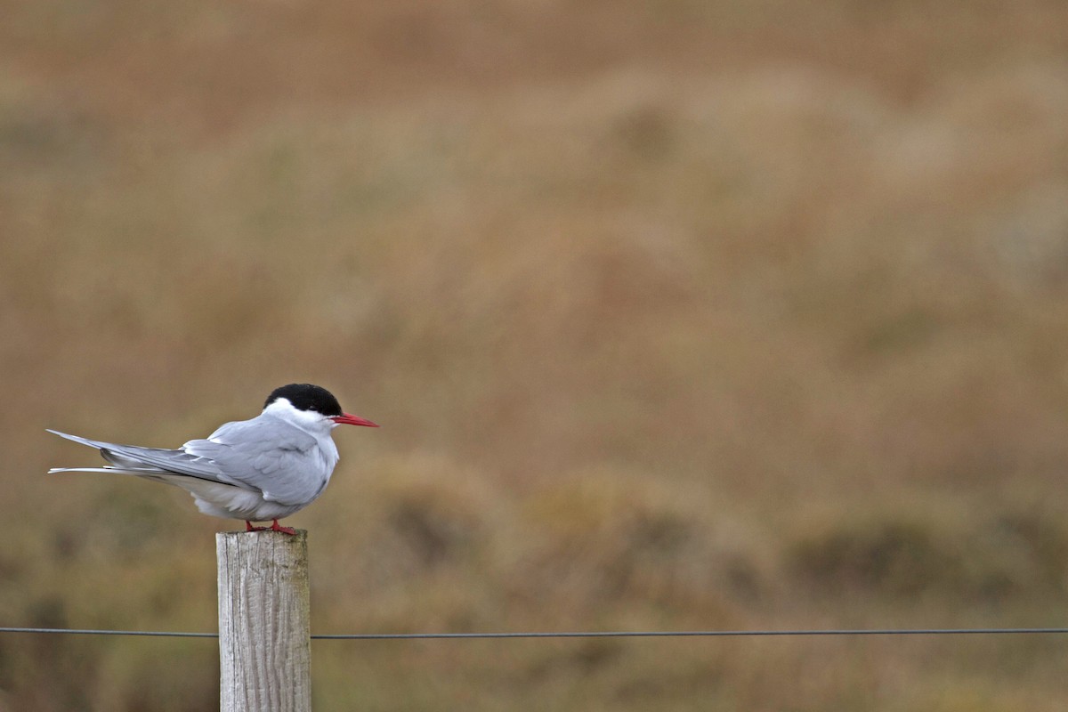 Arctic Tern - Will Sweet