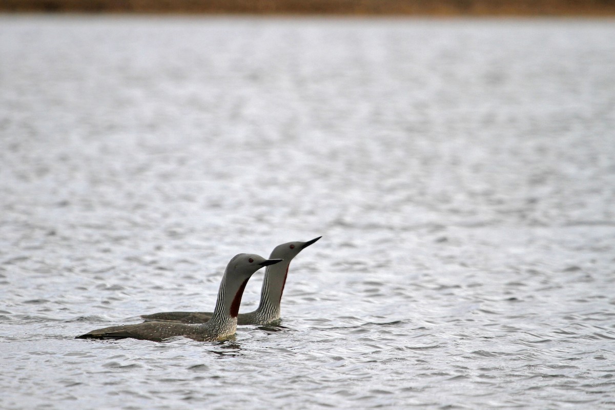 Red-throated Loon - ML41631291